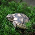 Landschildkröten