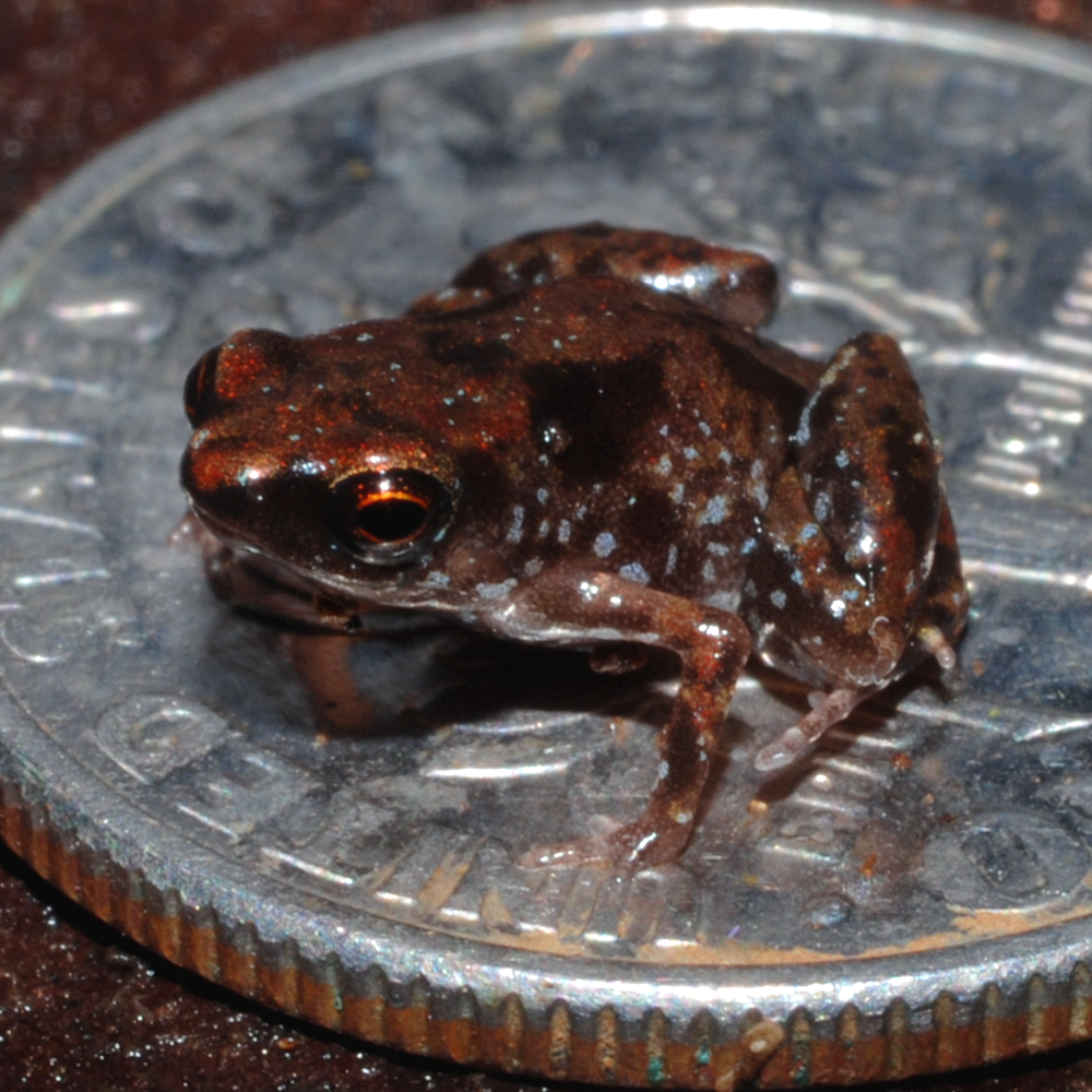 Der kleinste Frosch der Welt wurde entdeckt