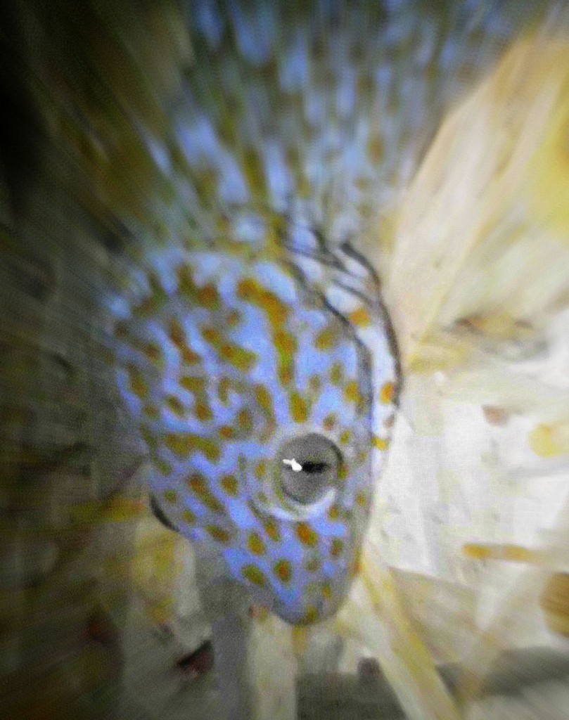 Der Tokeh Gekko gecko Haltung im Terrarium