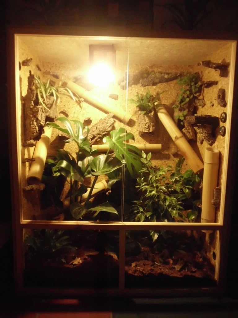 Der Tokeh Gekko gecko Haltung im Terrarium