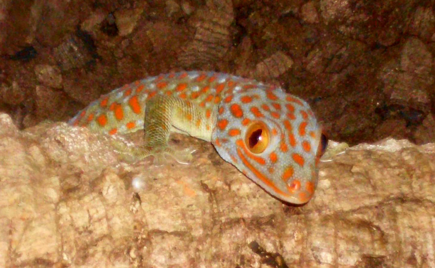 Der Tokeh Gekko gecko Haltung im Terrarium