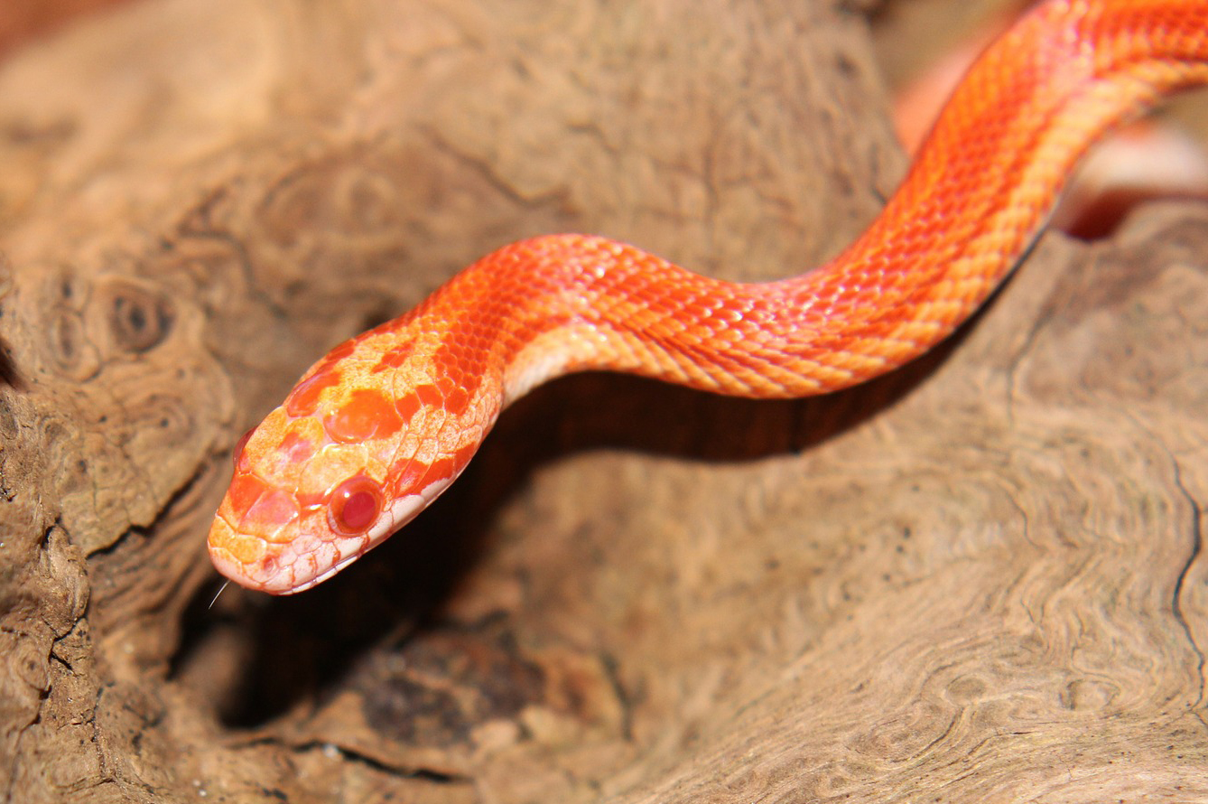 Gestaltung Kornnatter Terrarium Pantherophis guttatus