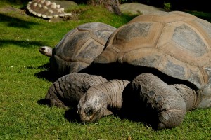 Welt Schildkröten Tag