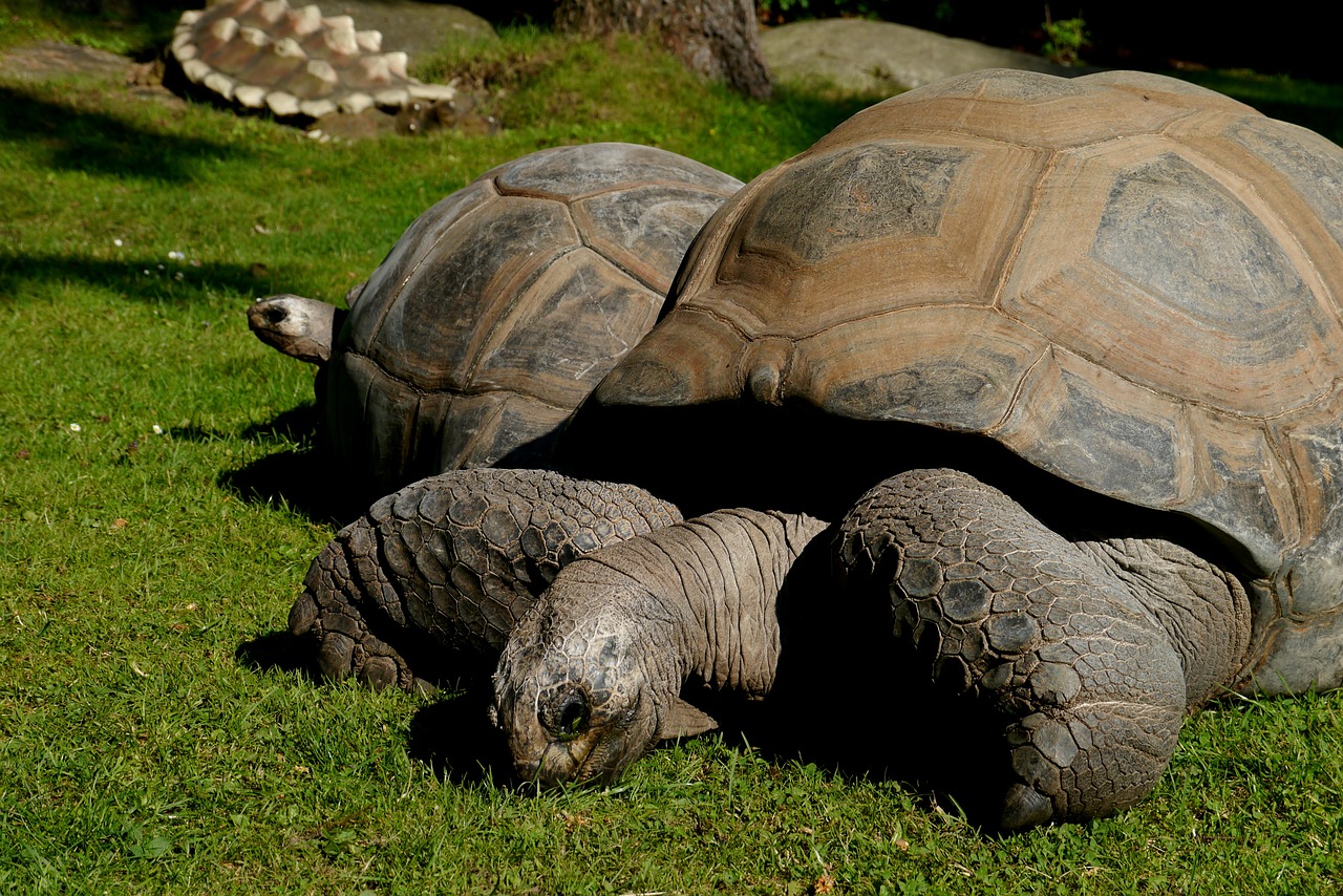 23 Mai Welt Schildkr ten Tag World Turtle Day 23-mai-welt-schildkr-ten-tag-world-turtle-day