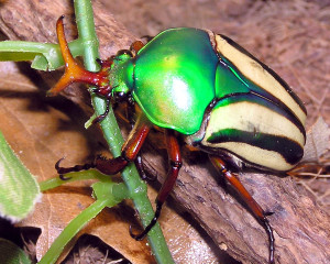 Käfer im Terrarium