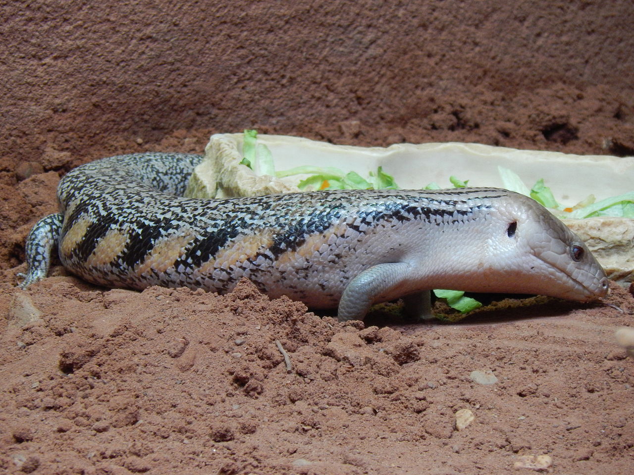 Einen Blauzungenskink im Terrarium halten