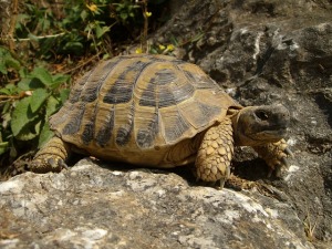 Schildkröte Fettreserve