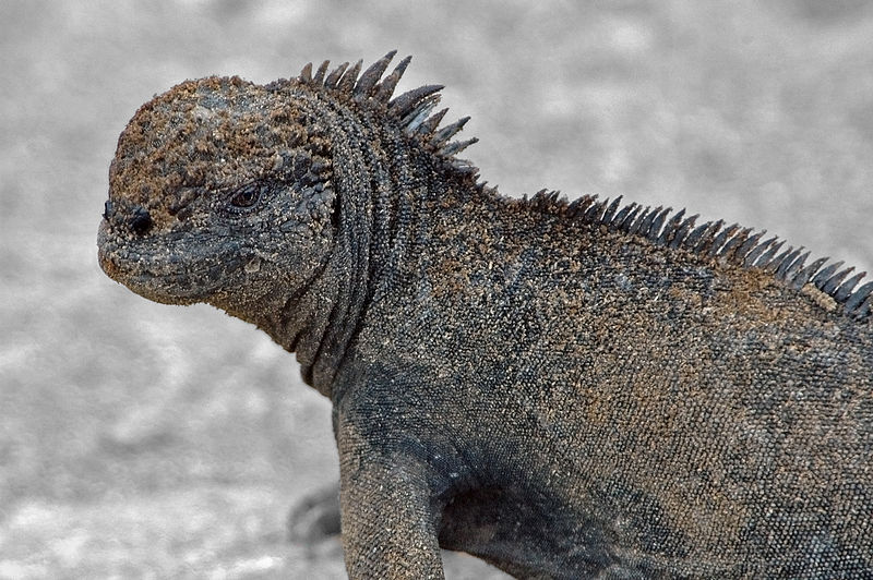 Die Meeresechse Amblyrhynchus cristatus